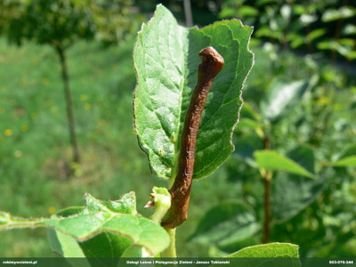 MIERNIKOWCOWATE  GASIENICA 
